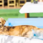 Mountain, Seaviews, And Pool Relax By Sunkeyrents