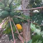 Alojamiento De Invitados