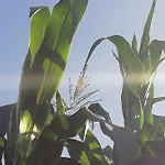 Finca Las Tapias, Casa Papin