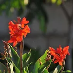 Adosado La Tabaiba