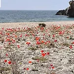 The Poppies - 100M Ocean - Private Space